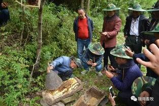 新法养中蜂视频,高效养殖技巧视频解析